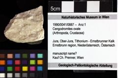 Foto (Objket + Etiketten) von Cengodromites ovale 